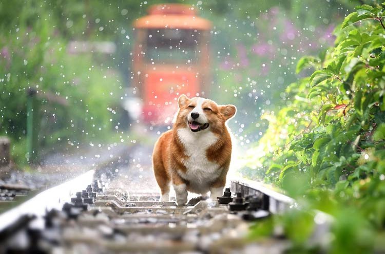 Happy dog sitting on a couch with text overlay "Pet Insurance by Westerville, Ohio Insurance Company"